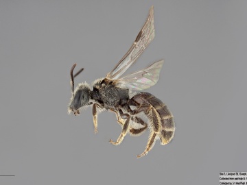 [Lasioglossum oenotherae female thumbnail]